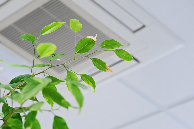 空調設備と植物